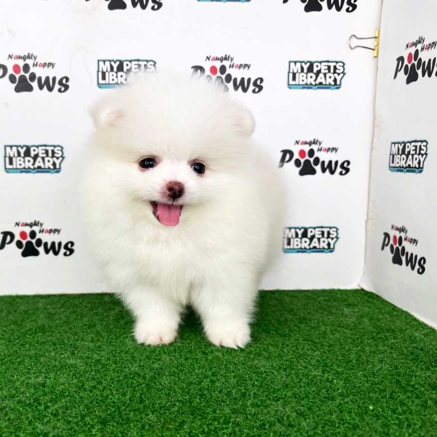 Pomeranian Puppy (Male) For Sale