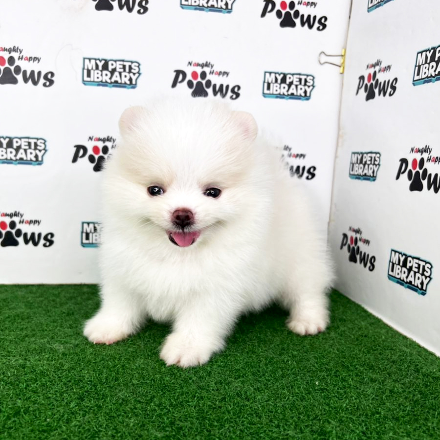 Pomeranian Puppy (Male) For Sale