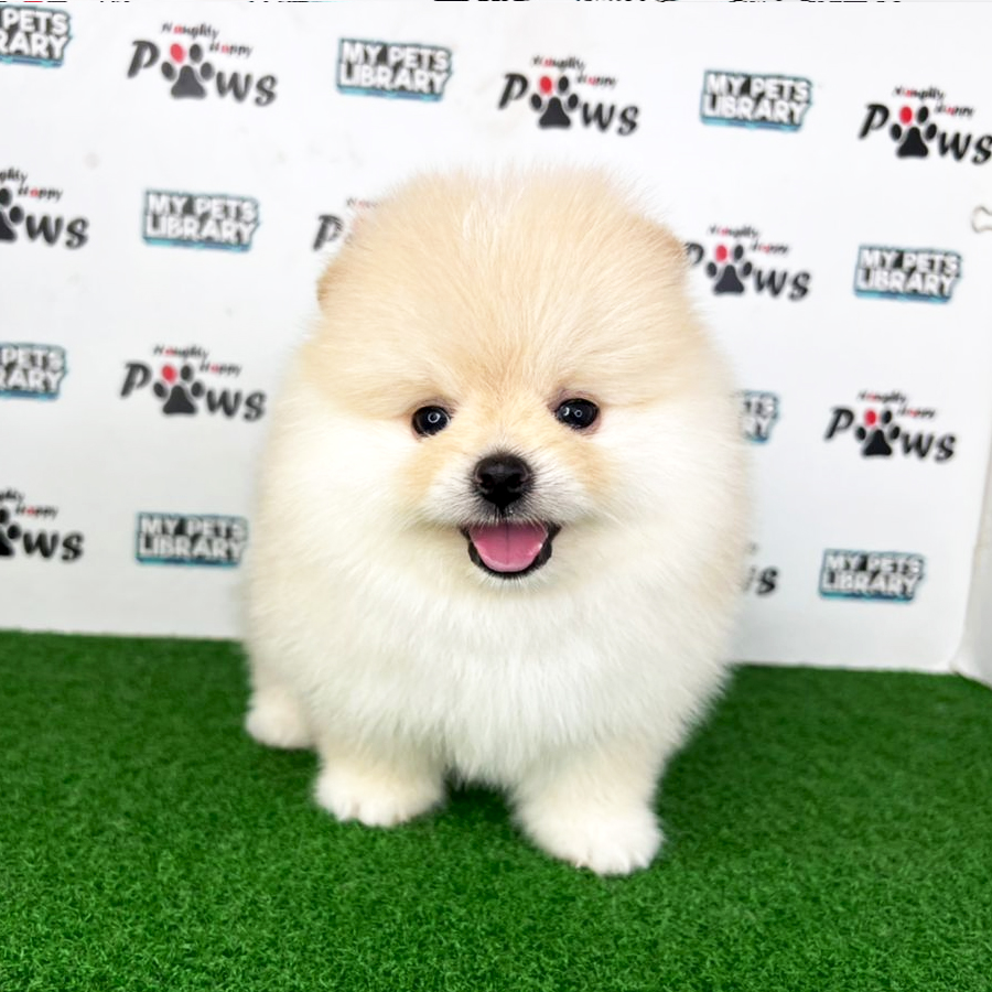 Pomeranian Puppy (Male) For Sale