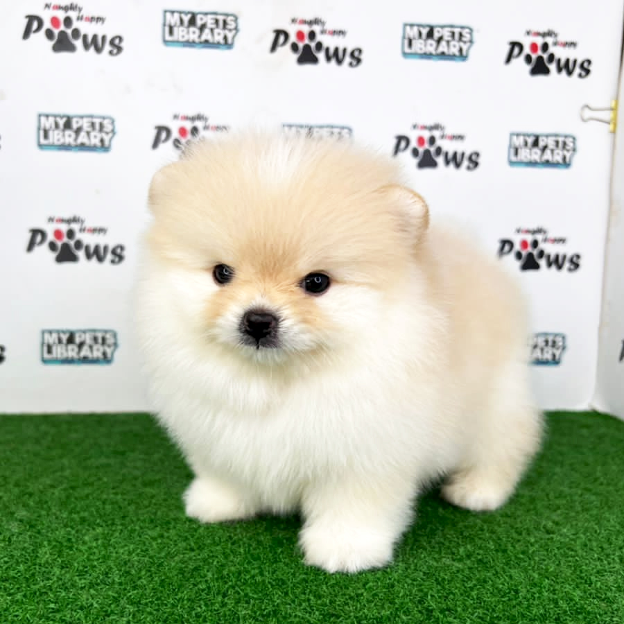 Pomeranian Puppy (Male) For Sale