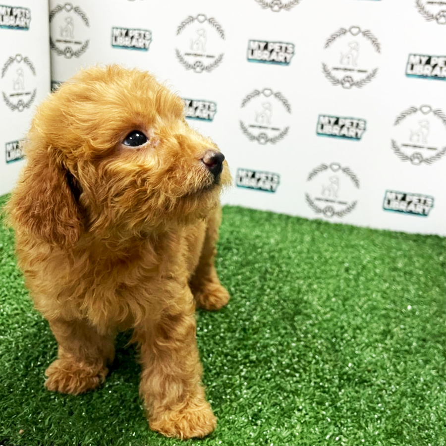 Toy Poodle Puppy (Male) For Sale