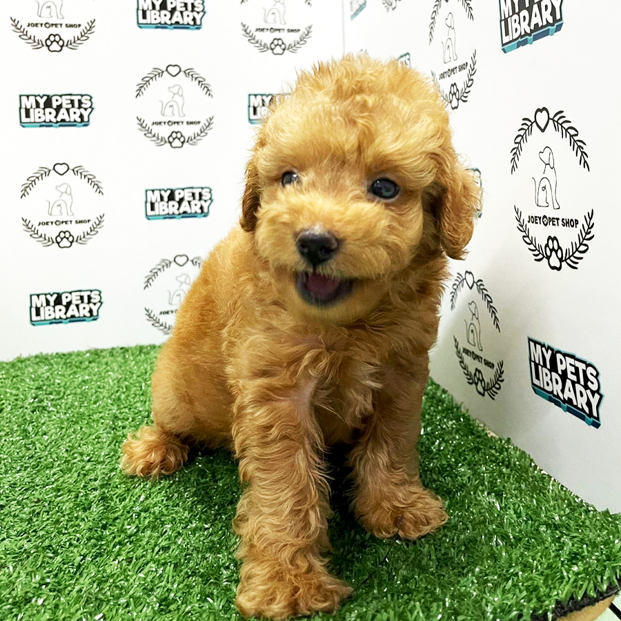 Toy Poodle Puppy (Female) For Sale
