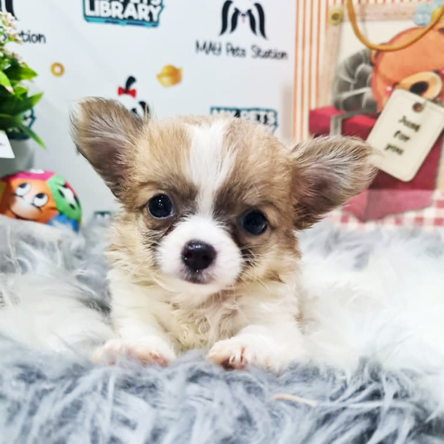 Chihuahua Puppy (Female) For Sale