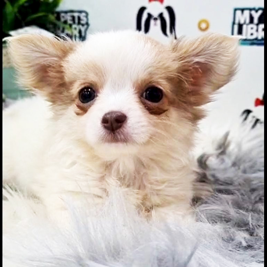 Chihuahua Puppy (Female) For Sale