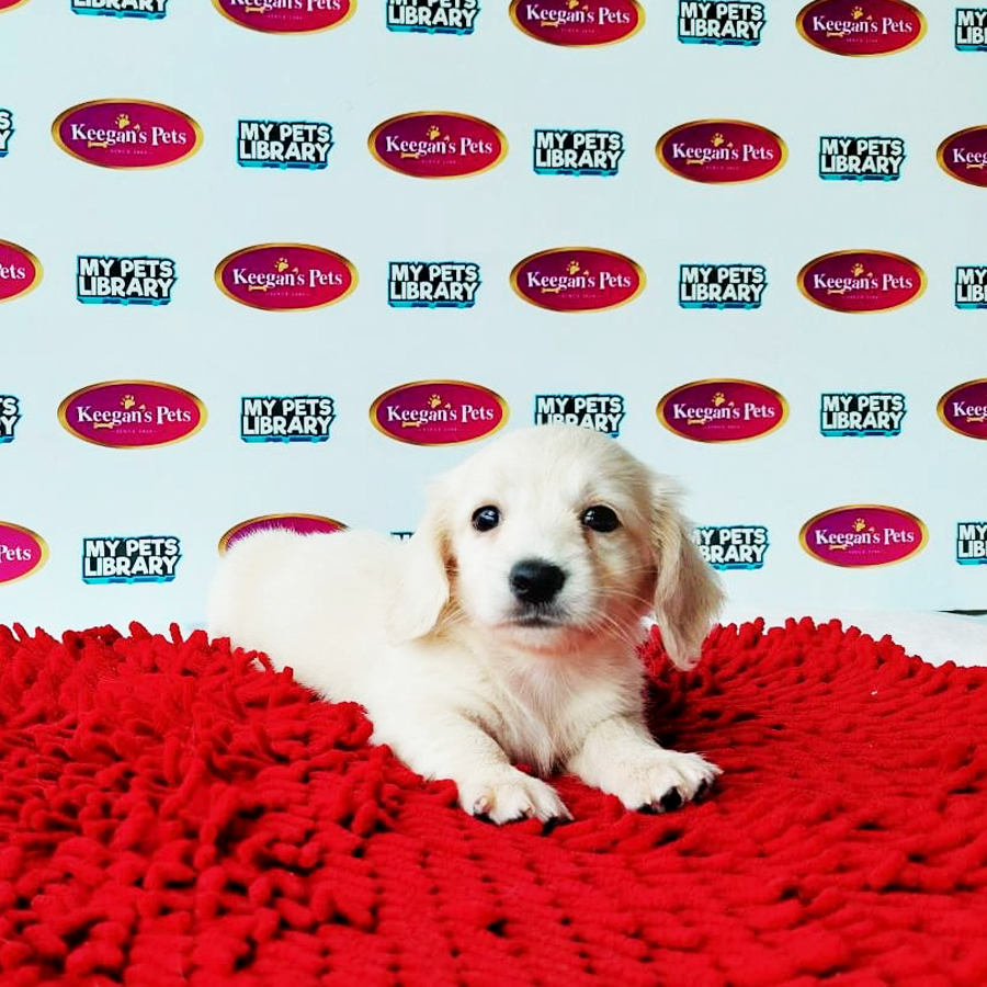 MKA Miniature Dachshund Puppy (Female) For Sale