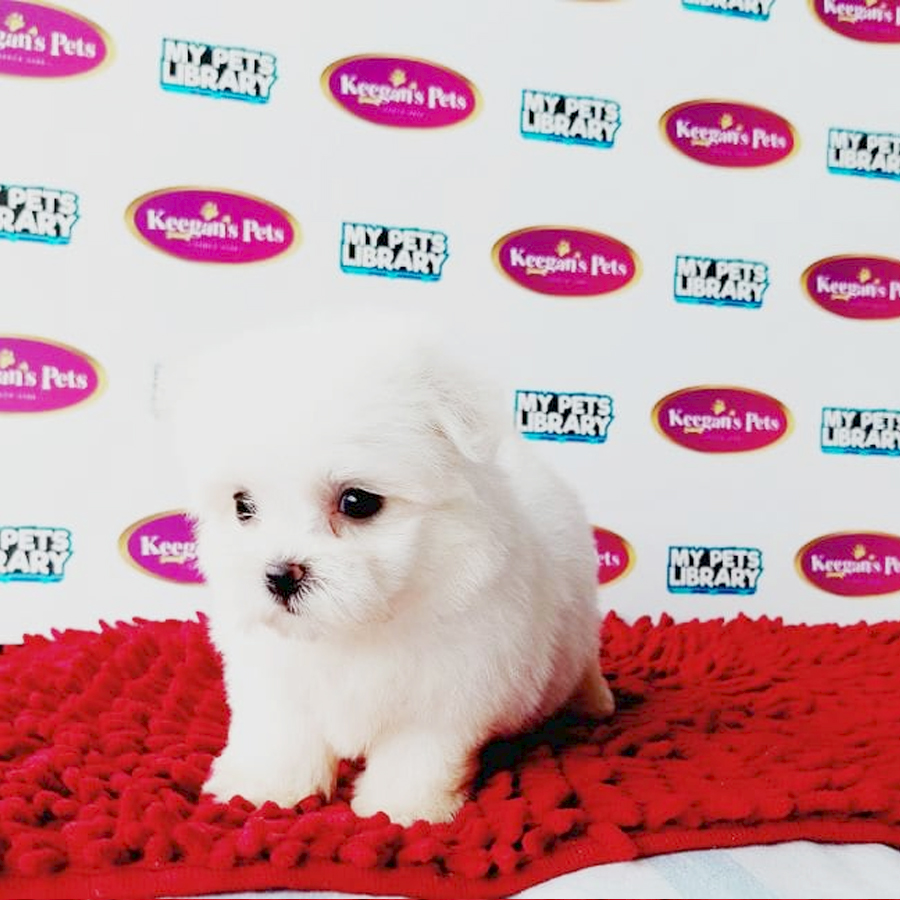 MKA Maltese Puppy (Female) For Sale