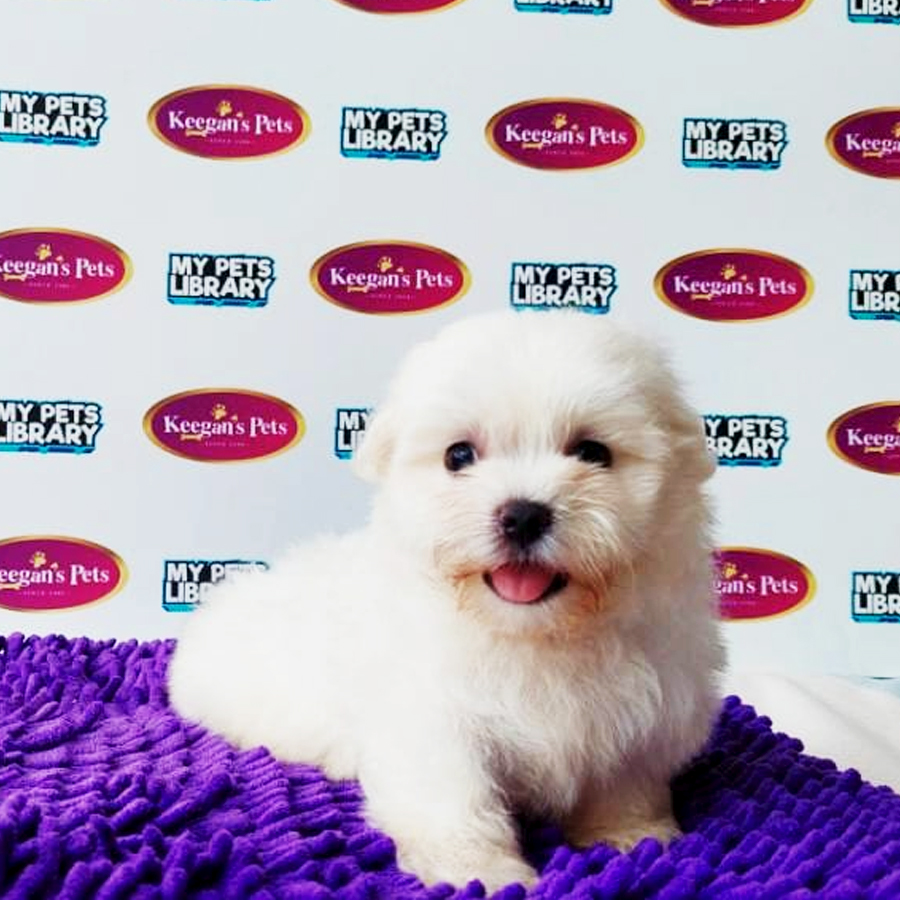 MKA Maltese Puppy (Male) For Sale