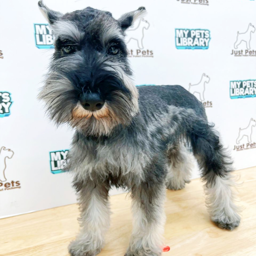 Taiwan Imported Schnauzer Puppy (Male) For Sale