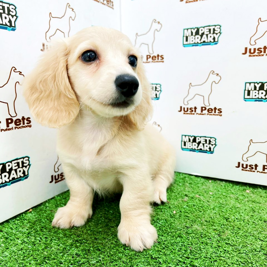 Taiwan Imported Dachshund Puppy (Male) For Sale