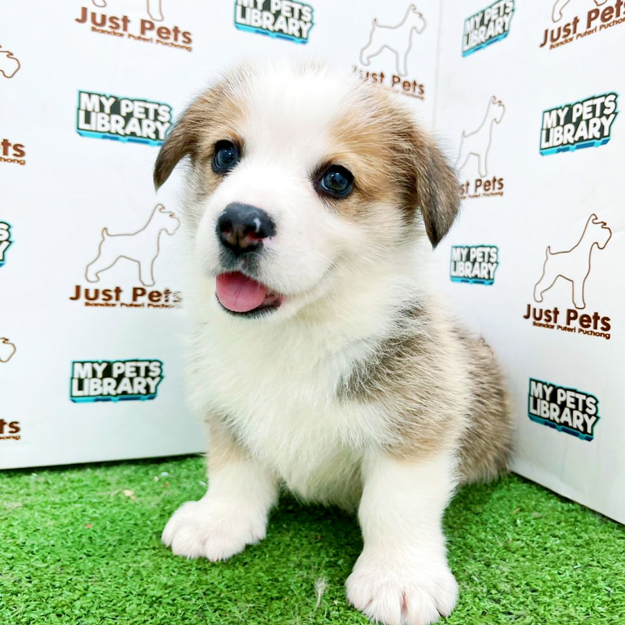 Taiwan Imported Corgi Puppy (Male) For Sale