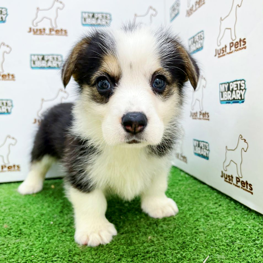 Taiwan Imported Corgi Puppy (Female) For Sale