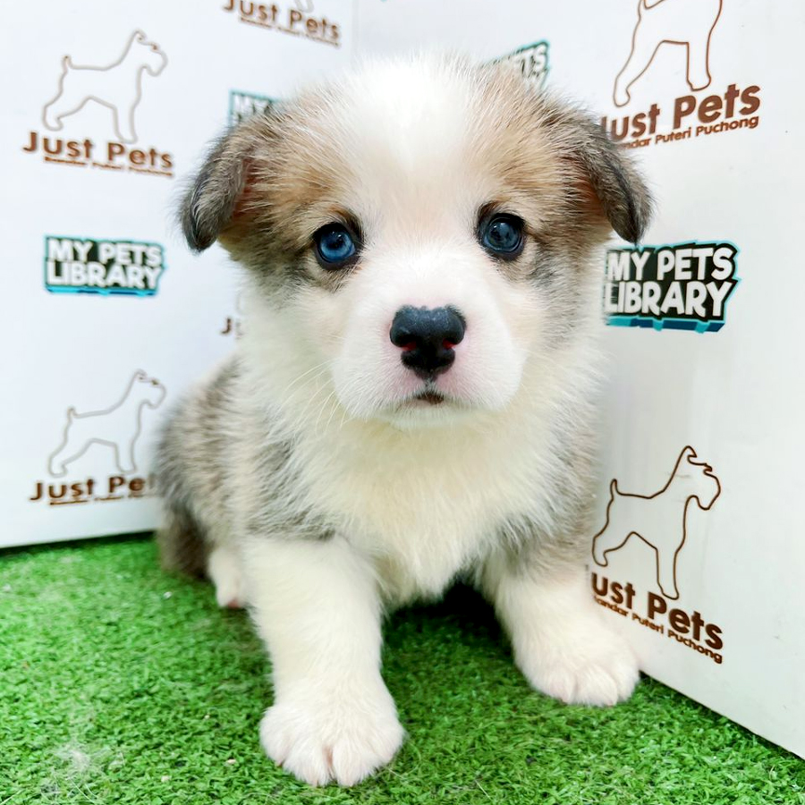 Taiwan Imported Corgi Puppy (Male) For Sale
