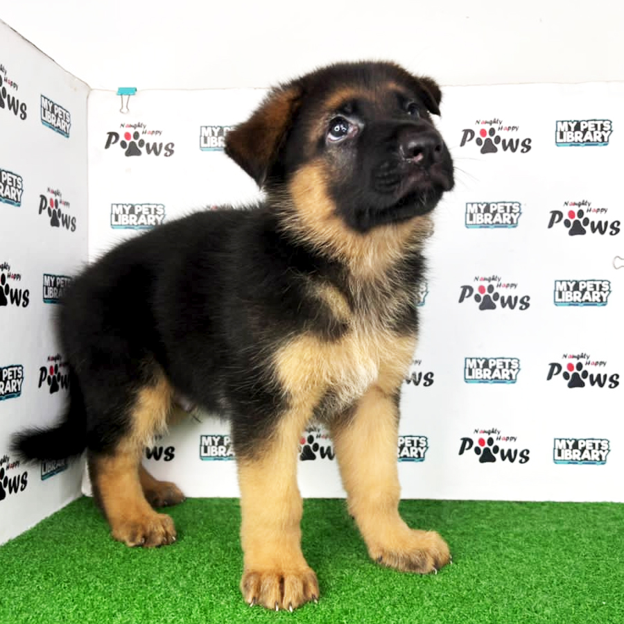 German Shepherd Puppy (Male) For Sale