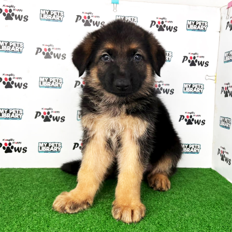 German Shepherd Puppy (Male) For Sale