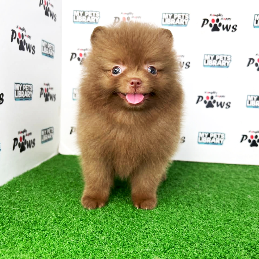 Pomeranian Puppy (Female) For Sale