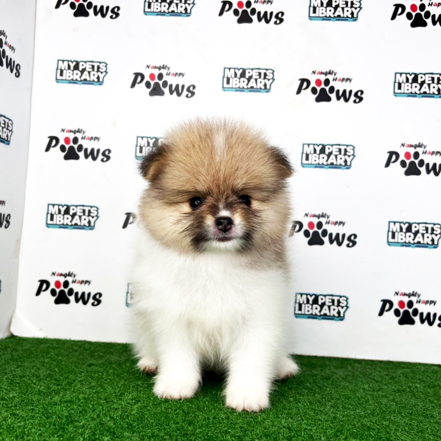 Pomeranian Puppy (Female) For Sale