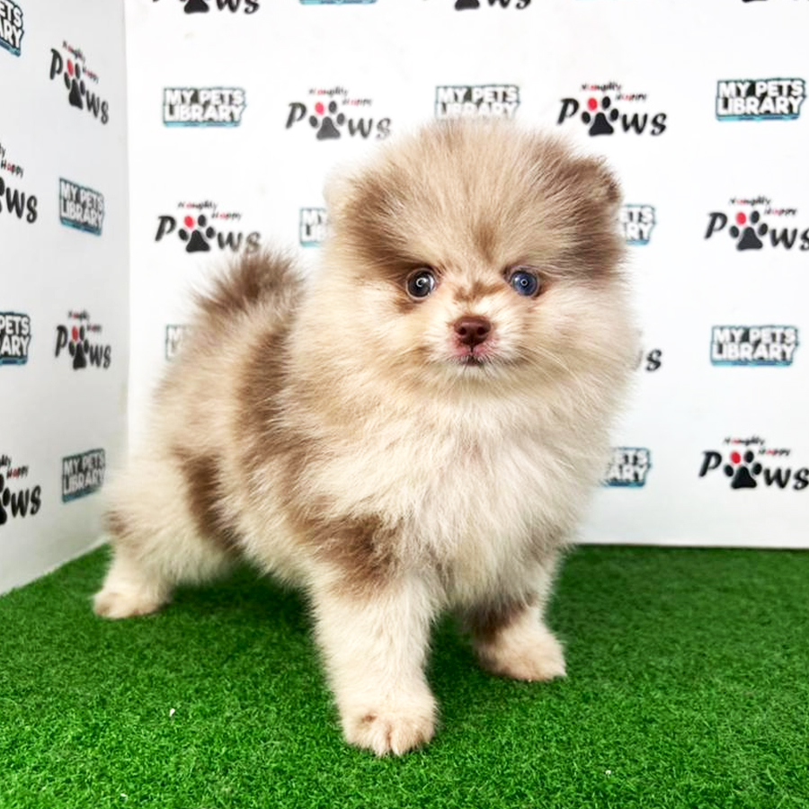 Pomeranian Puppy (Male) For Sale
