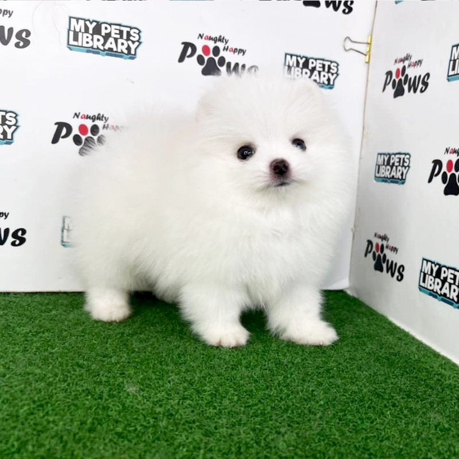 Pomeranian Puppy (Male) For Sale