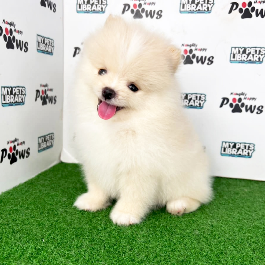 Pomeranian Puppy (Male) For Sale