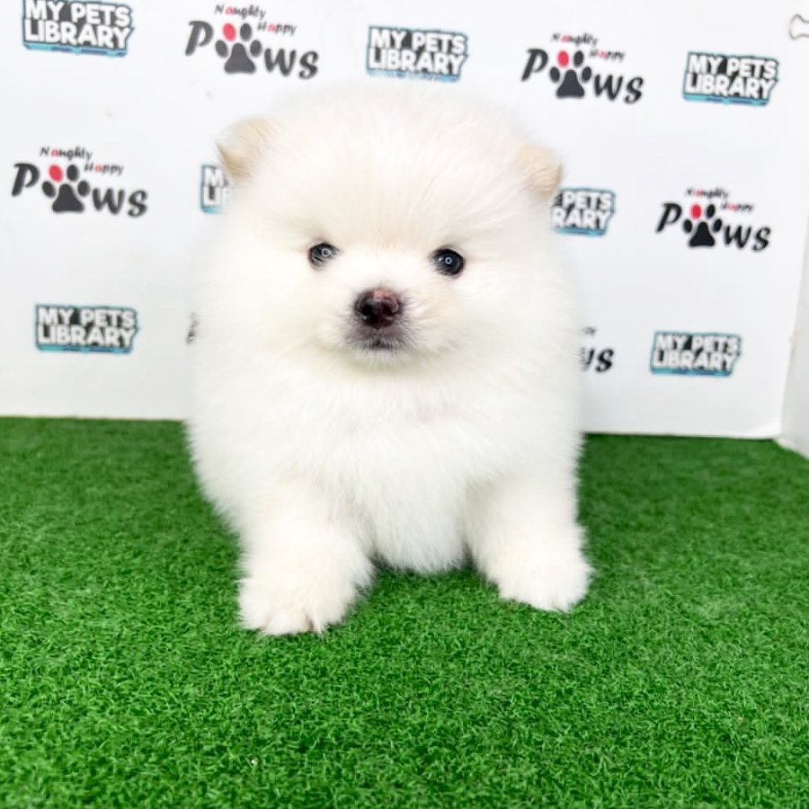 Pomeranian Puppy (Male) For Sale