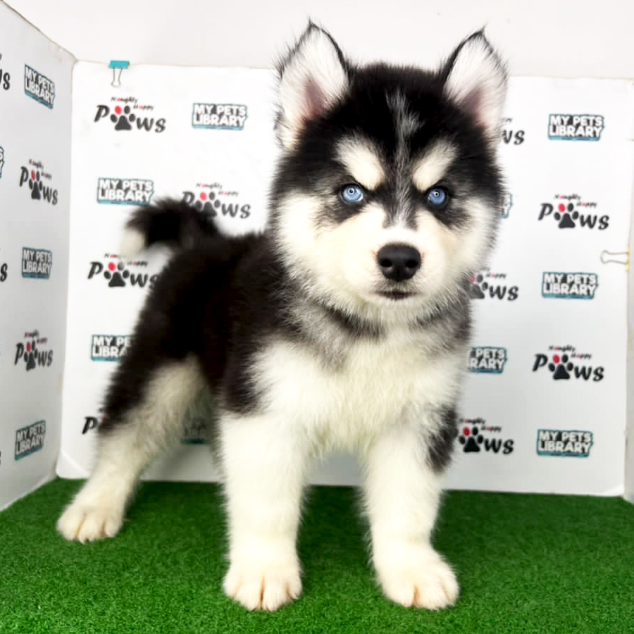 Wooly Husky Puppy (Female) For Sale