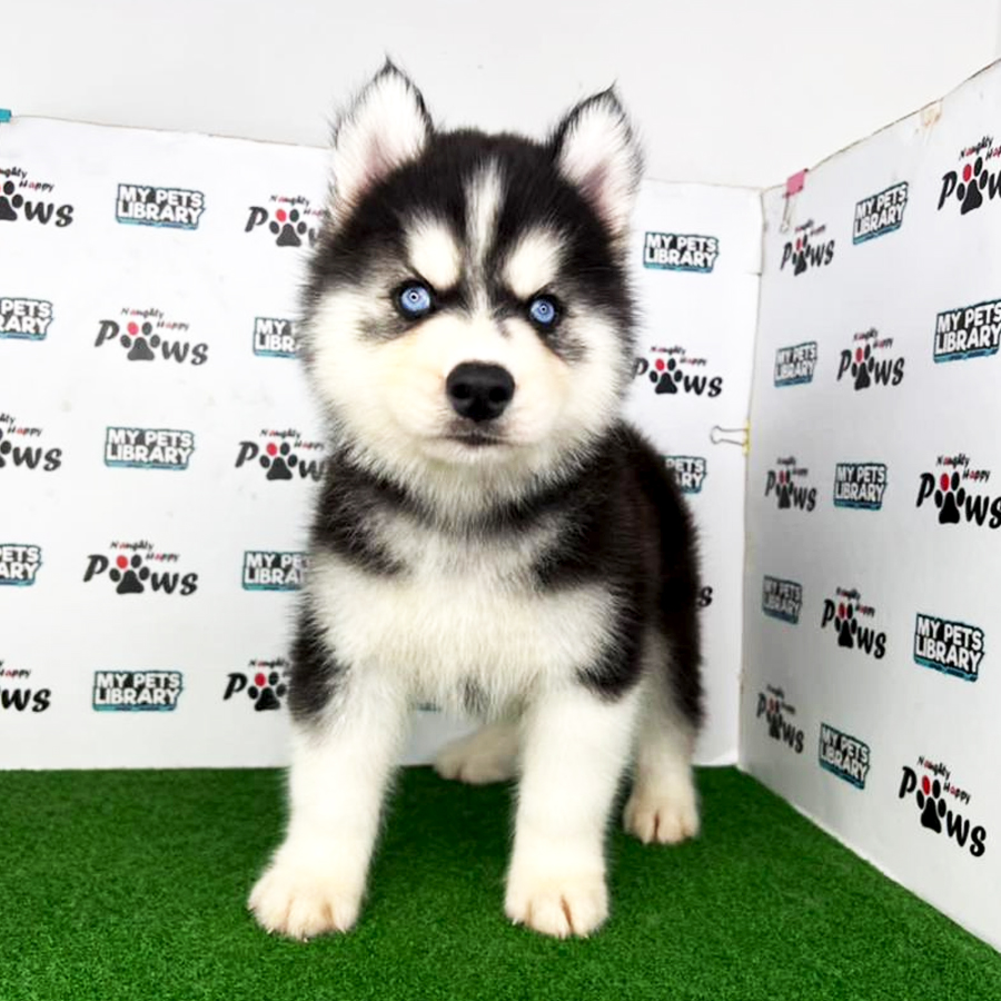 Wooly Husky Puppy (Female) For Sale