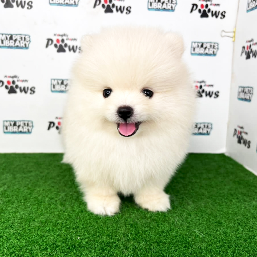 Pomeranian Puppy (Female) For Sale