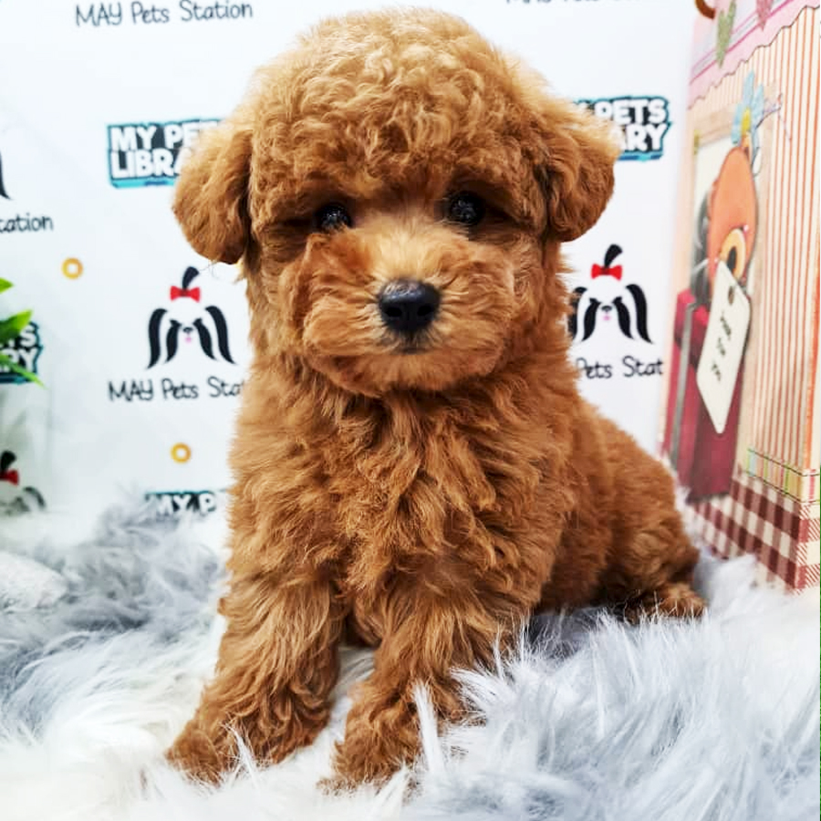 Toy Poodle Puppy (Male) For Sale