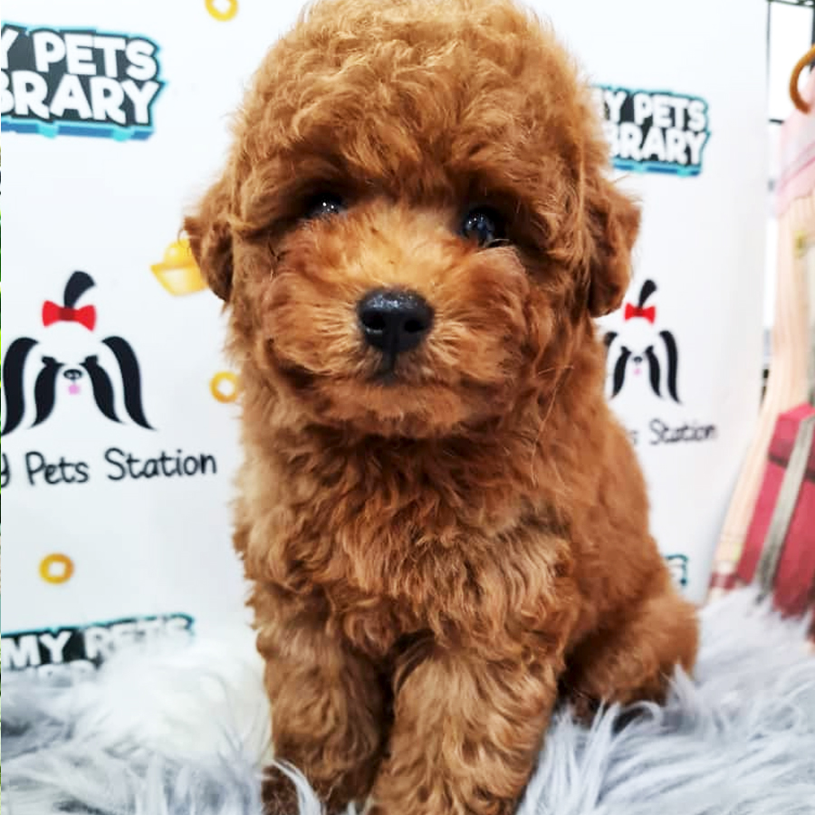 Toy Poodle Puppy (Female) For Sale