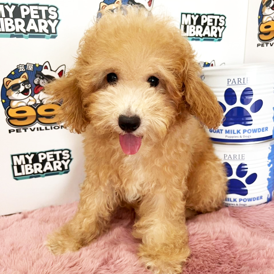 Toy Poodle Puppy (Male) For Sale