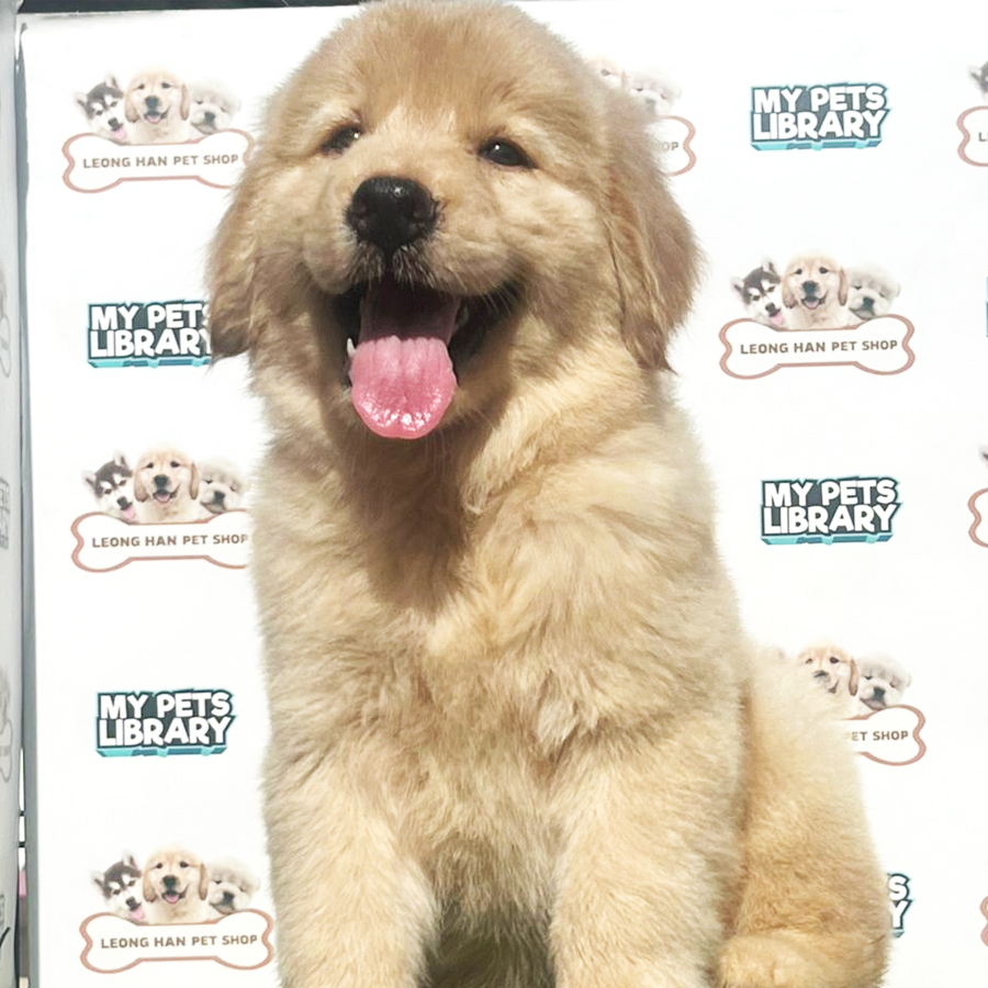 Golden Retriever Puppy (Female) For Sale