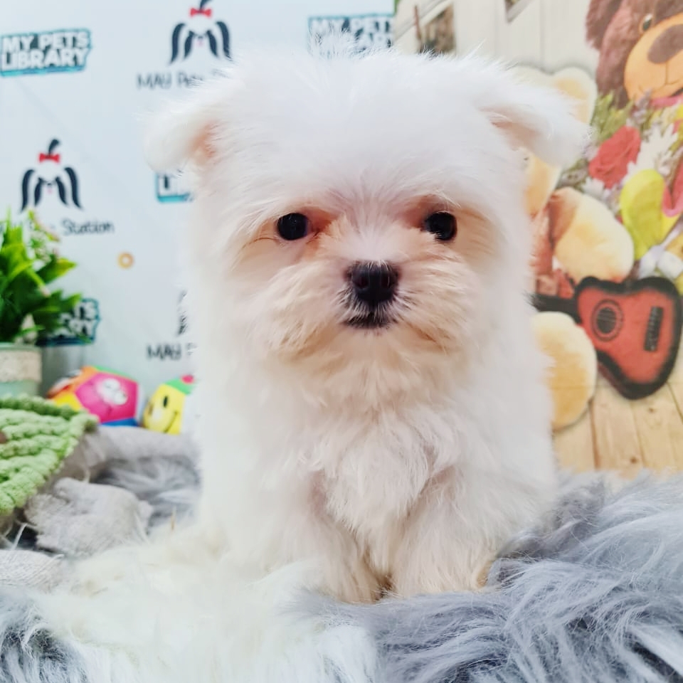 Maltese Puppy (Male) For Sale