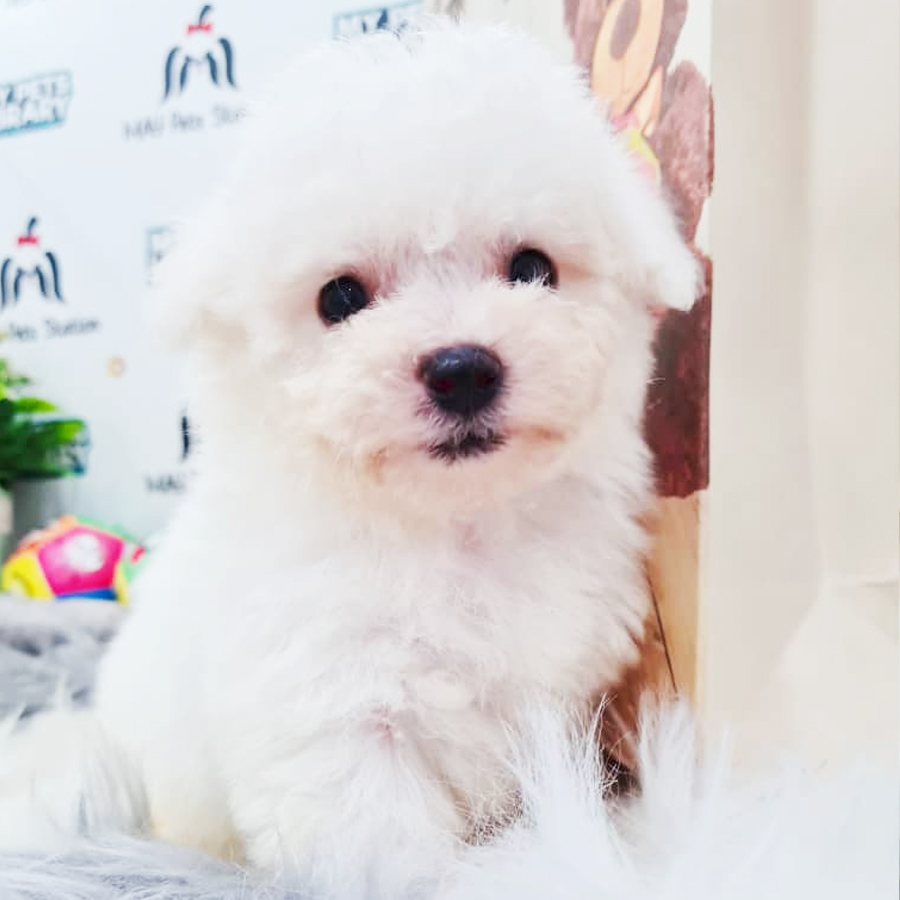 Bichon Frise Puppy (Male) For Sale