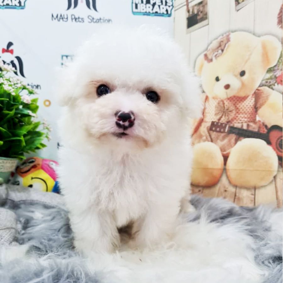 Bichon Frise Puppy (Male) For Sale