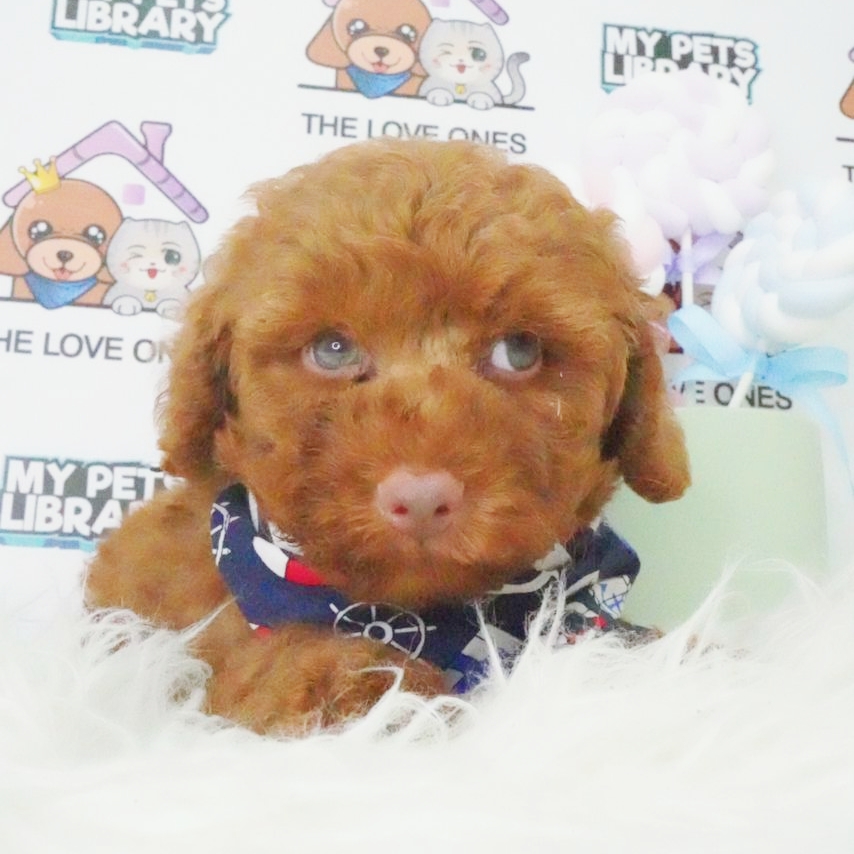 MKA Toy Poodle Puppy (Male) For Sale