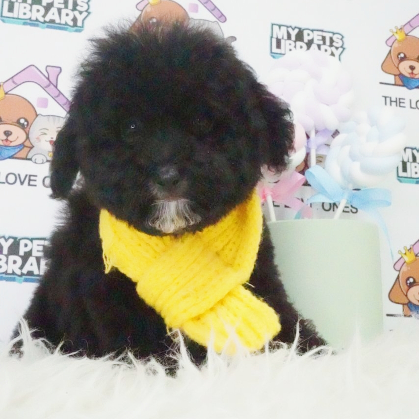 Tiny Poodle Puppy (Female) For Sale