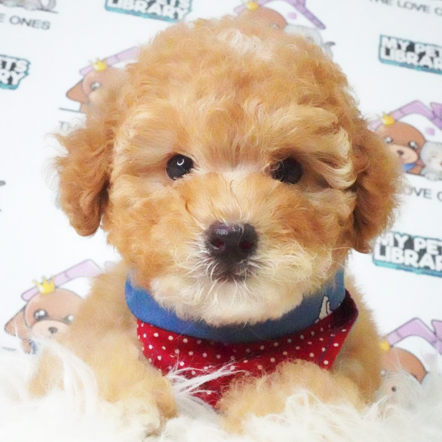 Tiny Poodle Puppy (Female) For Sale