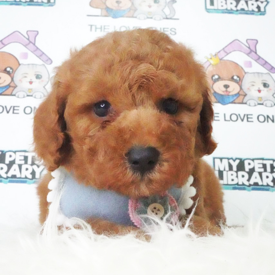 MKA Tiny Poodle Puppy (Male) For Sale