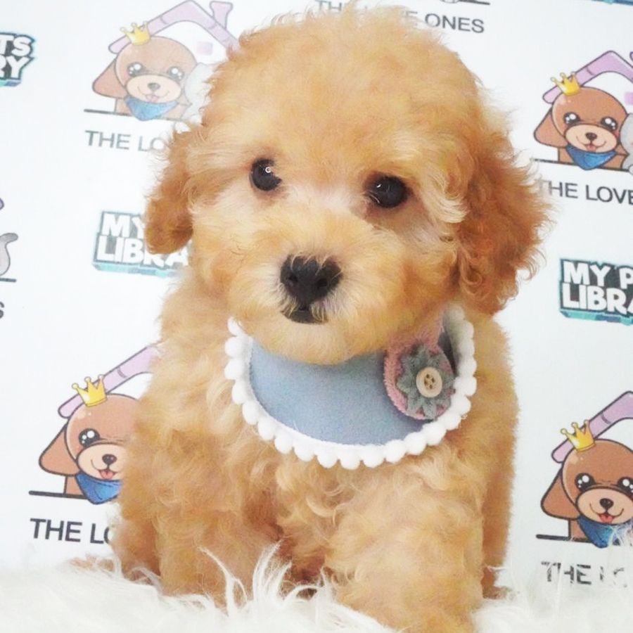 Tiny Poodle Puppy (Male) For Sale