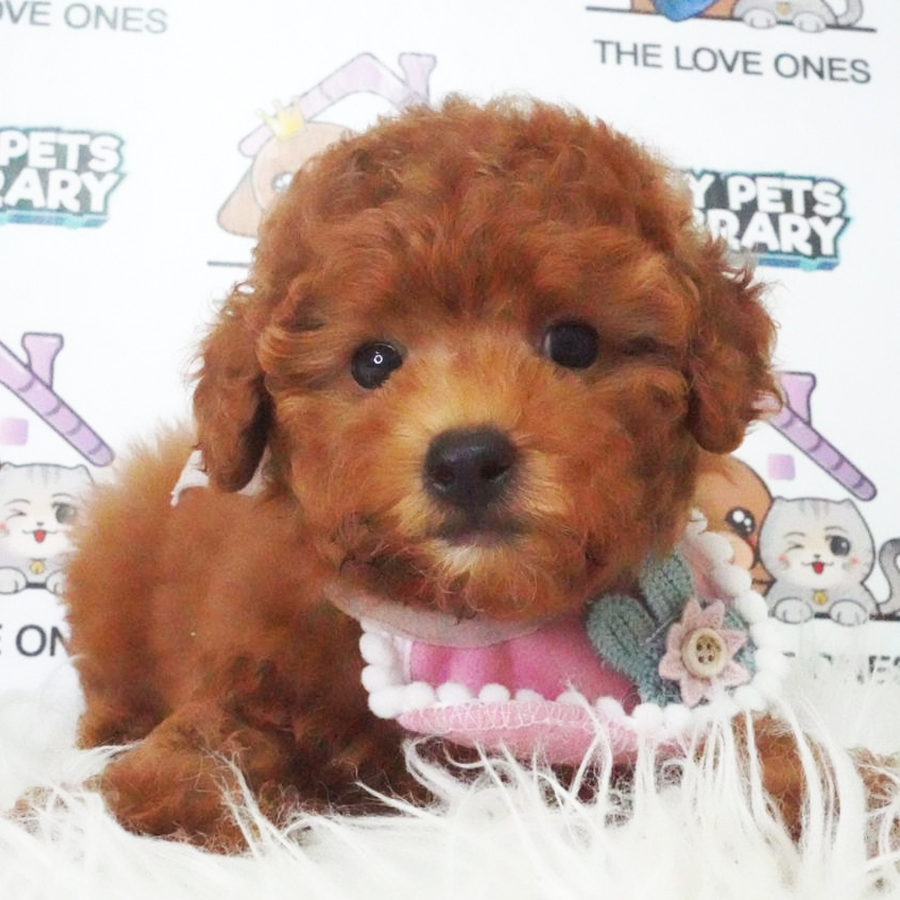 Tiny Poodle Puppy (Female) For Sale
