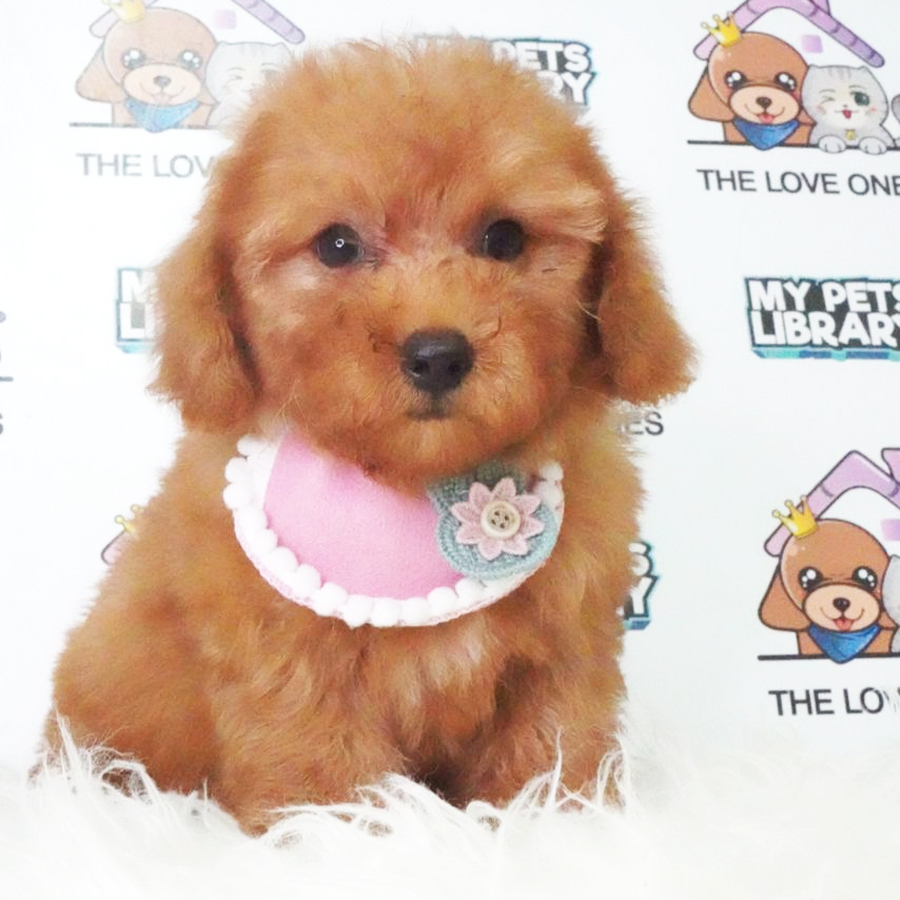 MKA Tiny Poodle Puppy (Female) For Sale