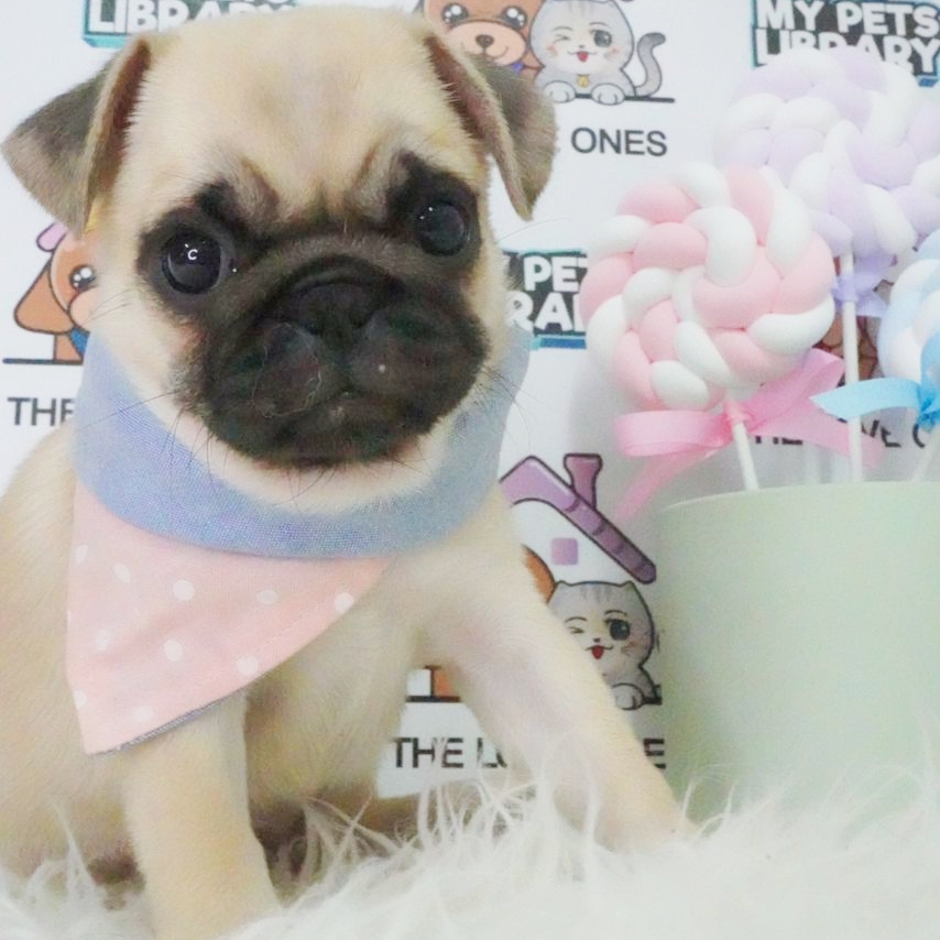 Pug Puppy (Female) For Sale