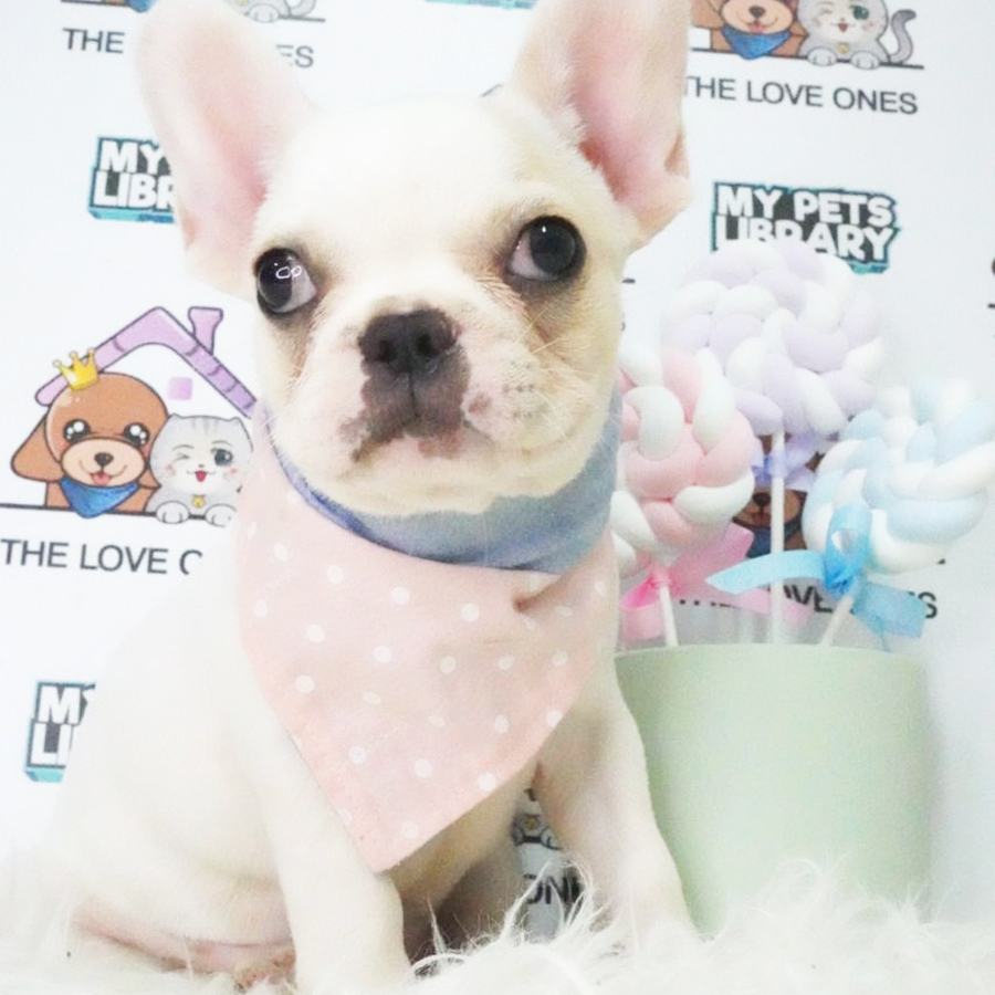 French Bulldog Puppy (Female) For Sale