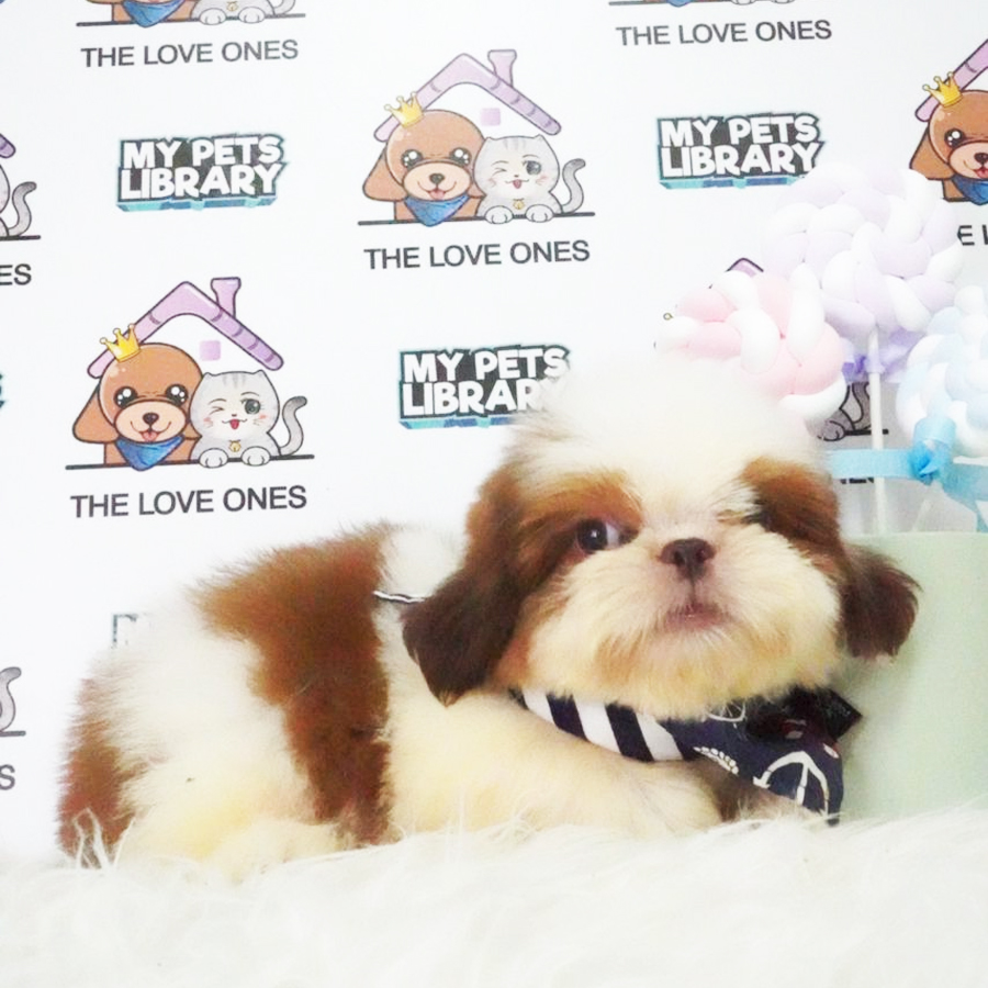 Shih Tzu Puppy (Male) For Sale