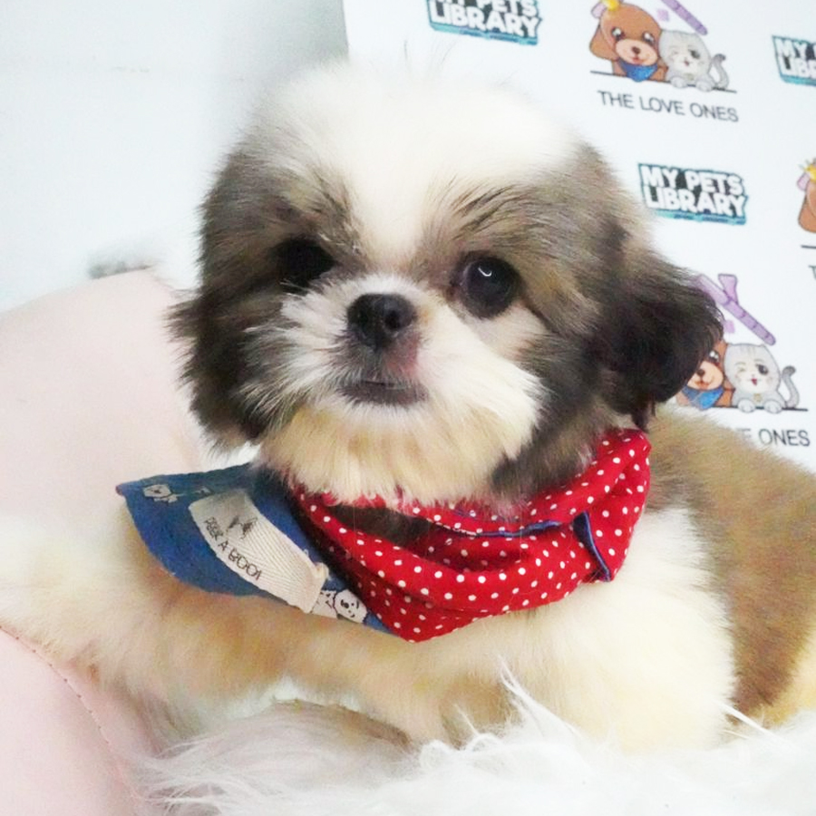 Shih Tzu Puppy (Male) For Sale