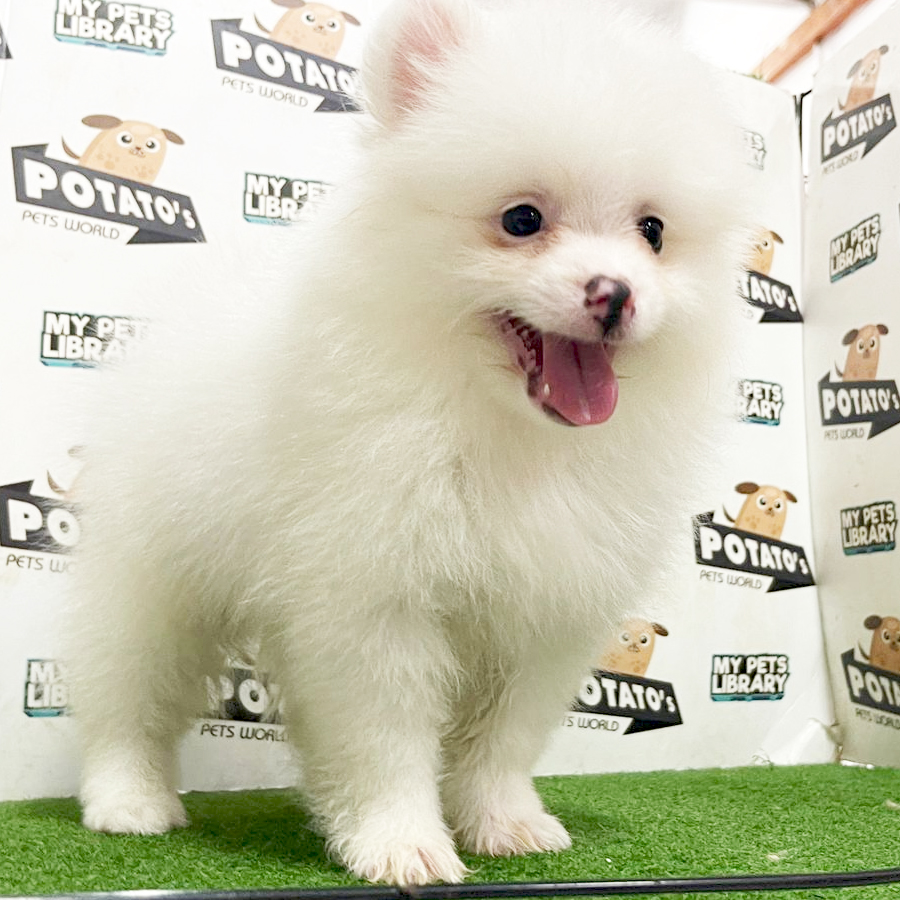 Pomeranian Puppy (Female) For Sale