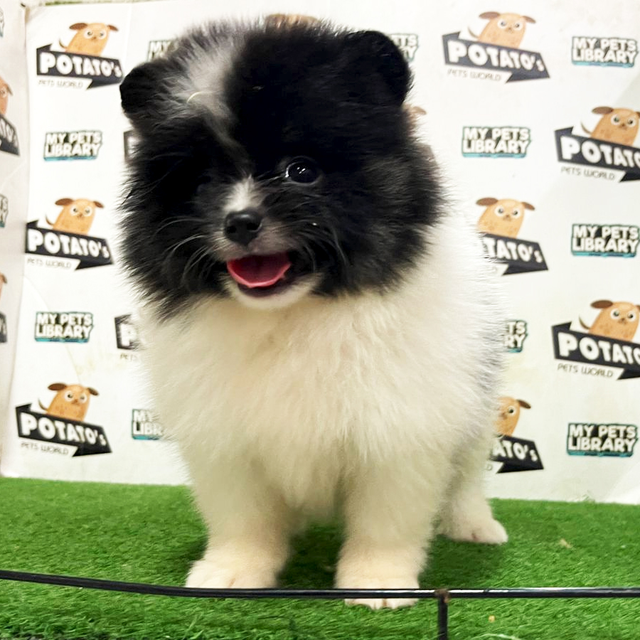 Pomeranian Puppy (Male) For Sale