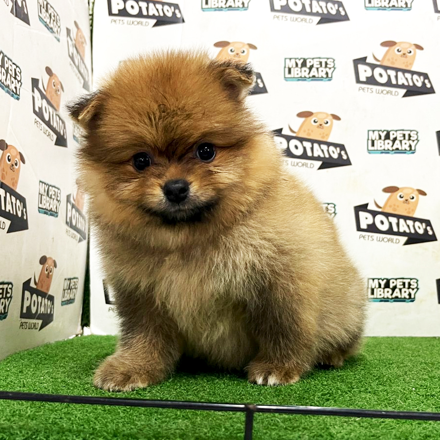 Pomeranian Puppy (Male) For Sale