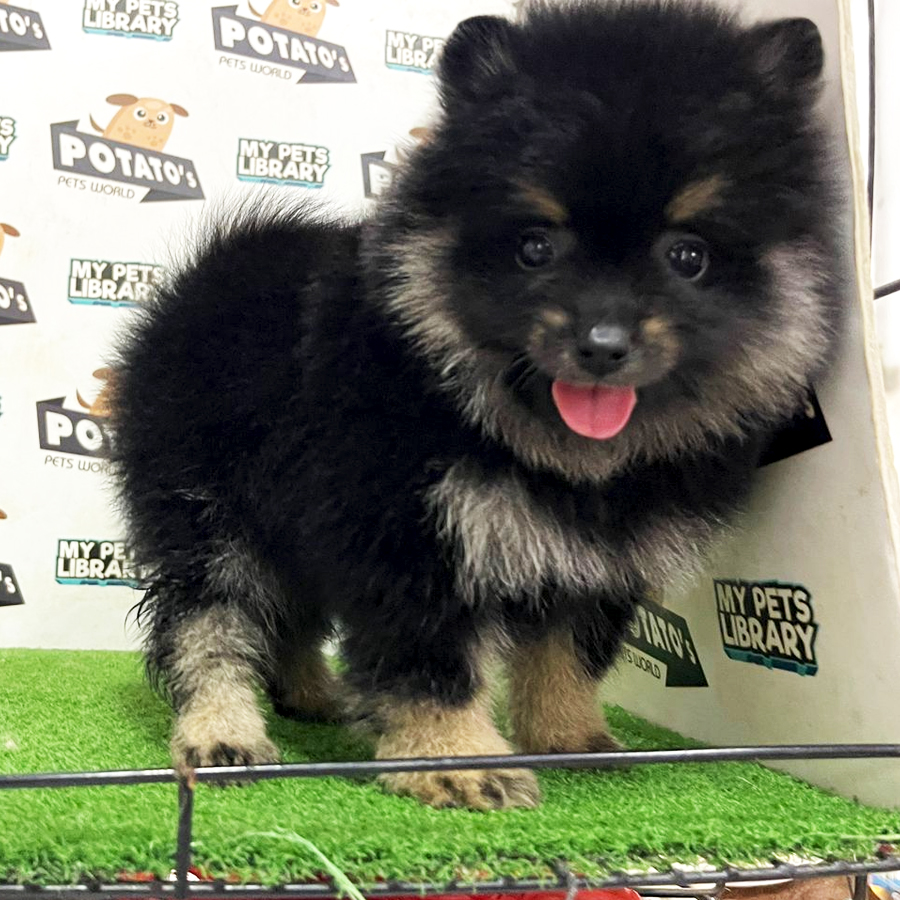 Pomeranian Puppy (Male) For Sale