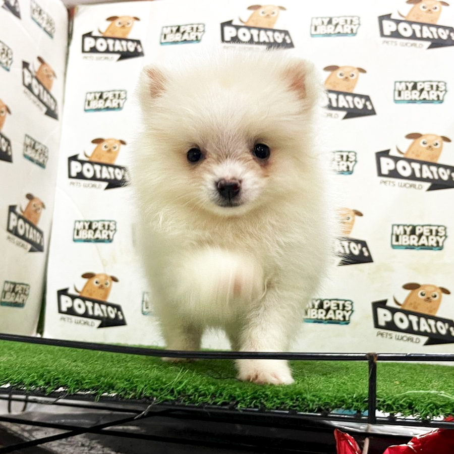 Pomeranian Puppy (Female) For Sale